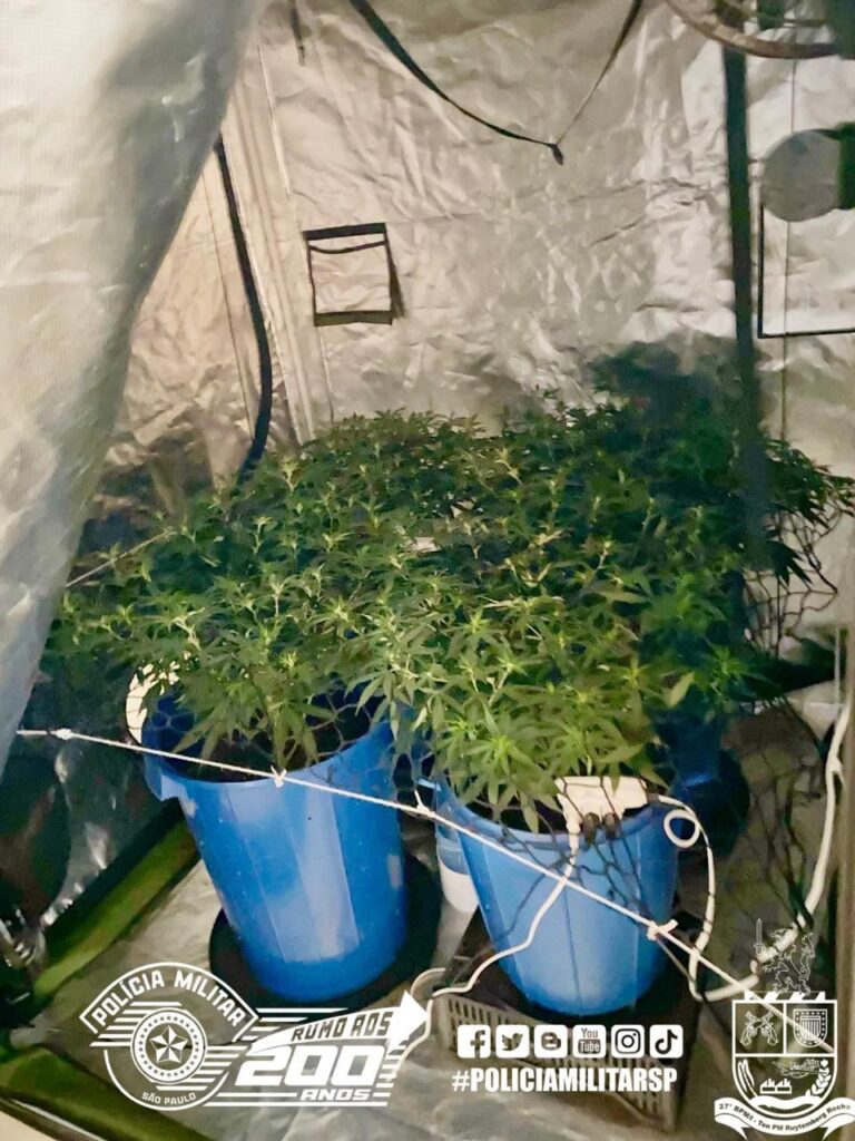 Polícia Militar localiza cultivo de maconha em residência após denúncia anônima em Jaú