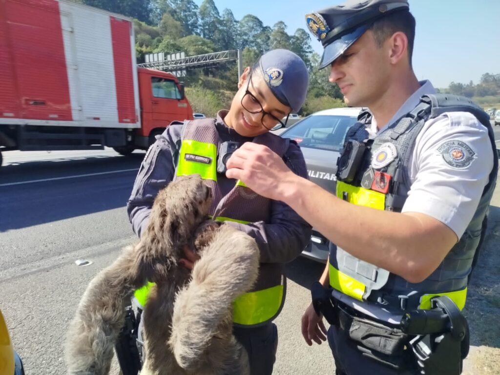 FINAL FELIZ NO TRÂNSITO: BICHO-PREGUIÇA É SALVO NO RODOANEL
