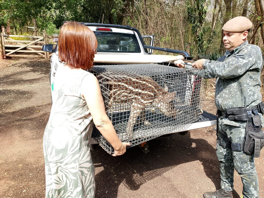 POLÍCIA AMBIENTAL SALVA FILHOTE DE ANTA